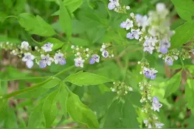 每天一味中草药——黄荆图片