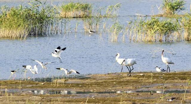 仅限2天!福田红树林公园邀您共赴!