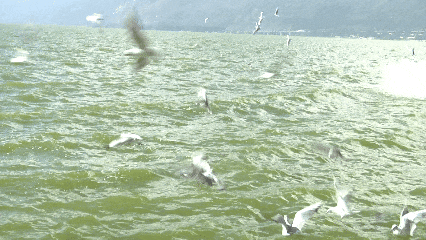 昆明“顶流”，真的来了