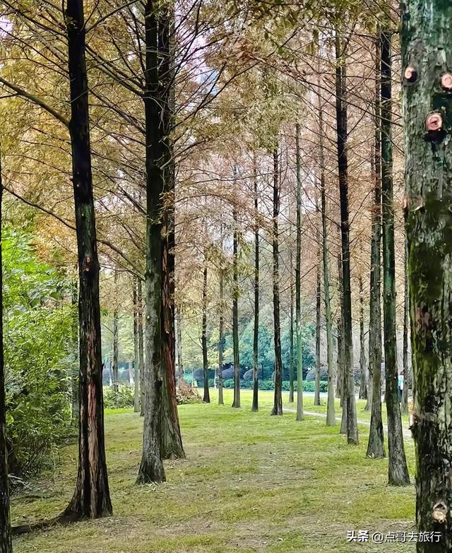 成都超级低调奢华的公园，色彩斑斓，被严重低估，公交车直达！