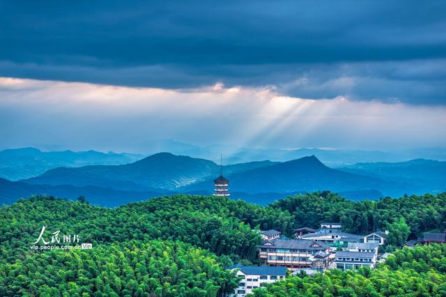 四川长宁：夏日竹海醉游人