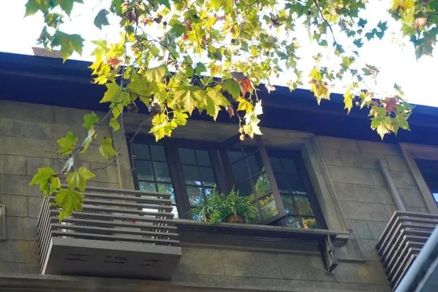 秋日限定｜“落叶不扫”模式开启，44条景观道观赏指南请收藏！