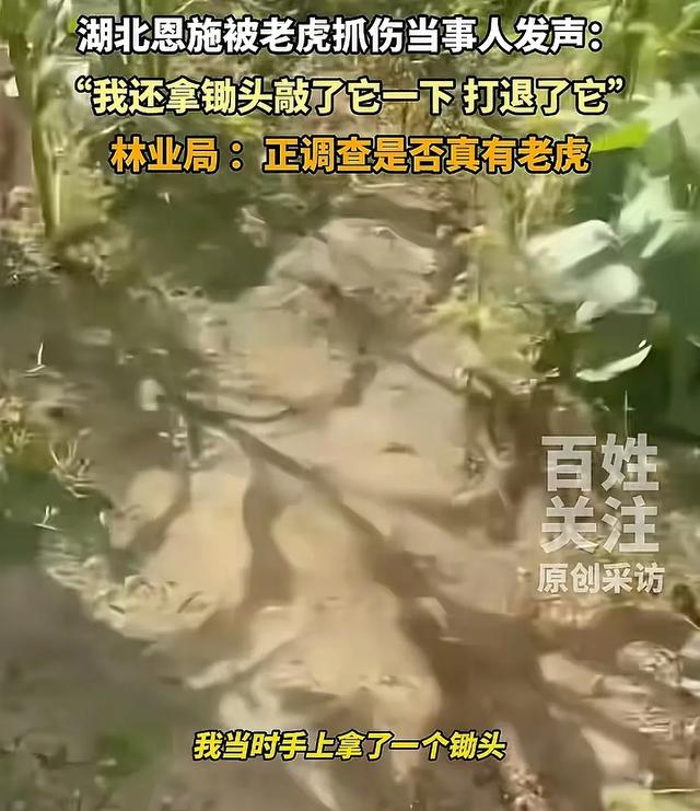湖北恩施一村民干农活时被老虎抓伤：持锄头敲了它几下 摇摇头走了