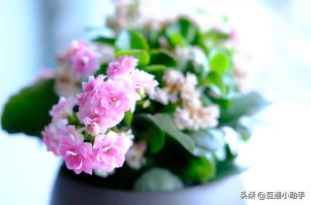 【对比评测】富士X卡口入门镜头推荐：三款高性价比定焦镜头