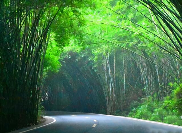 四川旅游：难忘宜宾长宁蜀南竹海行（图）