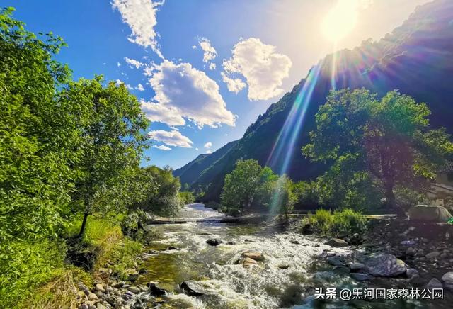 立减10℃!绿色天然避暑胜地,就在黑河国家森林公园→