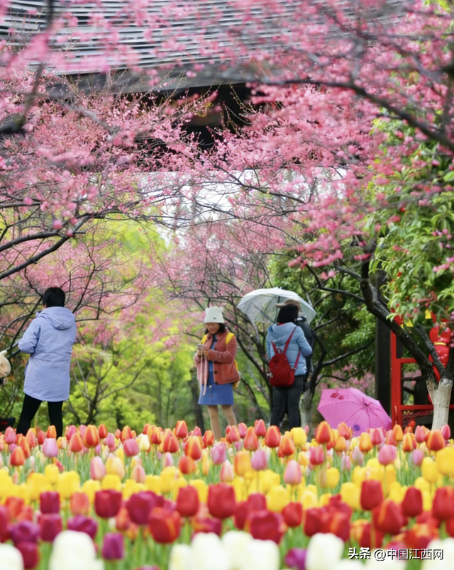 梅花开了！江西这些赏梅胜地太好拍