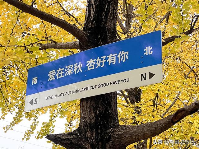 成都2公里长的银杏长廊，超级壮观，美爆了！地铁公交车可达！