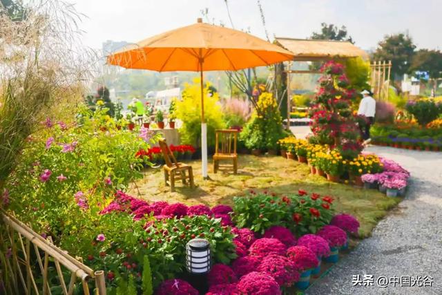 光谷菊展今起在鸡公山公园举行,各色“顶流”争奇斗艳等你打卡,持续至11月30日