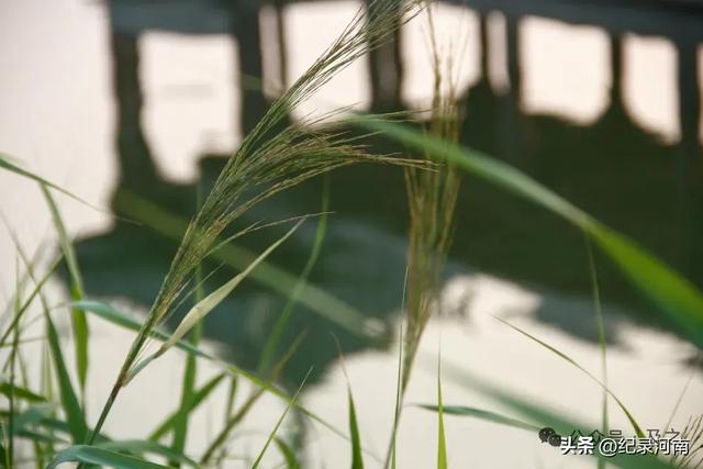 盛夏的商丘古城，希望清明上河园入住后早日实现一日梦回几百年