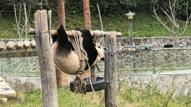 民族团结和美九寨 甲勿海大熊猫会“宠客”