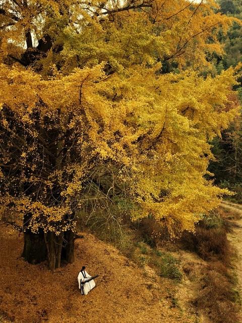 藏不住了！赣州这5处银杏秘境，惊艳了整个赣南秋天