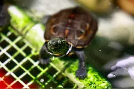 如果让我再选一次，养龟就养中华草龟，巴西龟喜欢咬人还特别臭图片