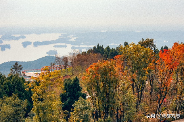 注意！这不是油画，而是成都的彩色秋天！