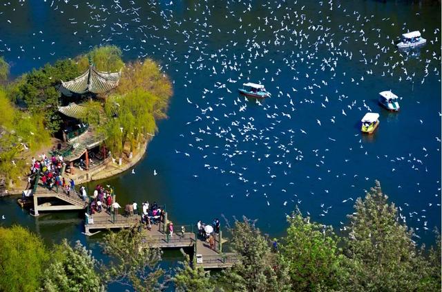 昆明冬日氛围感拉满！跟着香港明星足球队，解锁翠湖海鸥+梧桐黄墙的浪漫剧本