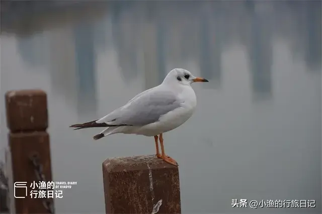 陕西这片“海”超浪漫！万千海鸥在此越冬，西安1小时直达！
