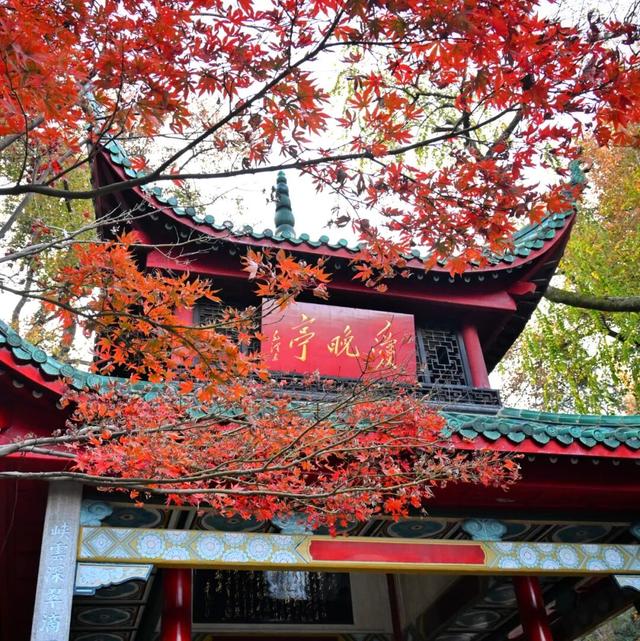 南方冬意，藏在这一亭红枫里