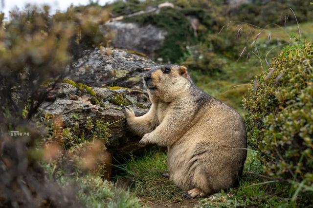 库拉岗日，“戏”真多！