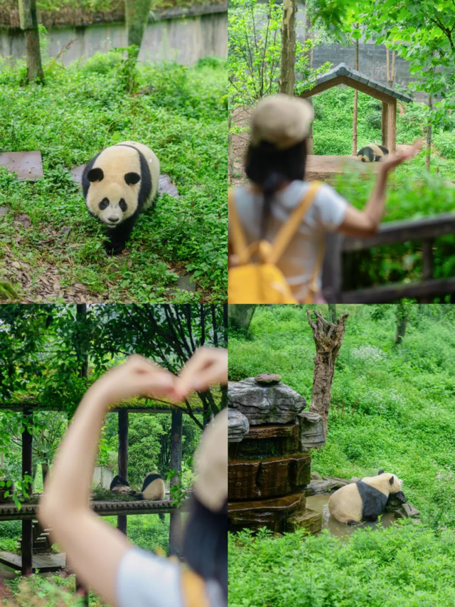 和大熊猫贴贴这一块，雅安还是太权威了！