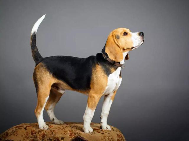 研究反转认知！1.1万年前狗已现多样性，早期人类是“幕后推手”