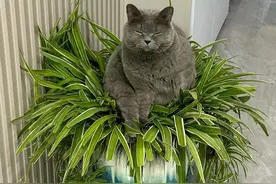奶奶家里的吊兰，被猫咪坐扁了，主人已放弃抵抗，养猫不养花啊图片
