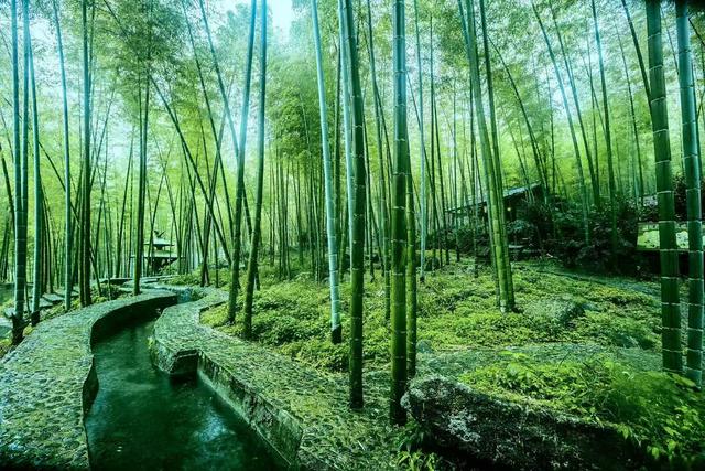 宜宾蜀南竹海游记 38军113师炮兵团火箭炮十连宜宾联谊会素描之二