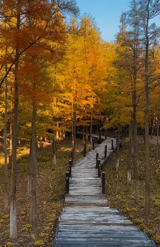 “植愈力”满分！金坛茅山秋冬植物大赏~