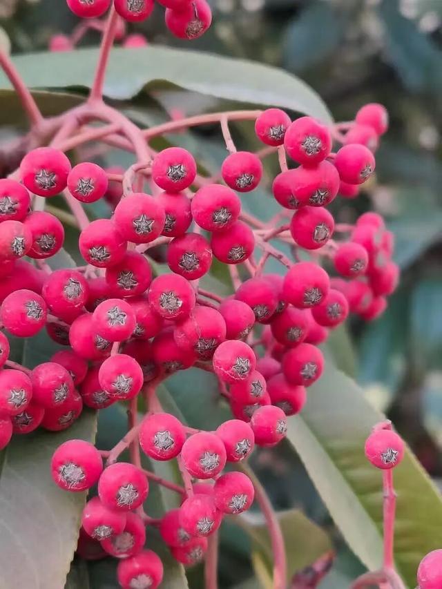 红果累累！森林公园石楠果红了，满树红果笑寒风！