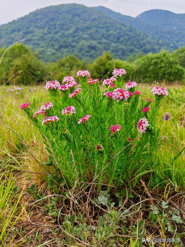 7）山西阳城析城山圣王坪，在云端草甸邂逅狼毒花的美，与千年传