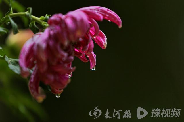 周口：重阳赏菊正当时 千年古陵飘菊香