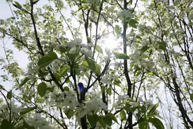 “五一”假期，春游吉林“花”样多图片