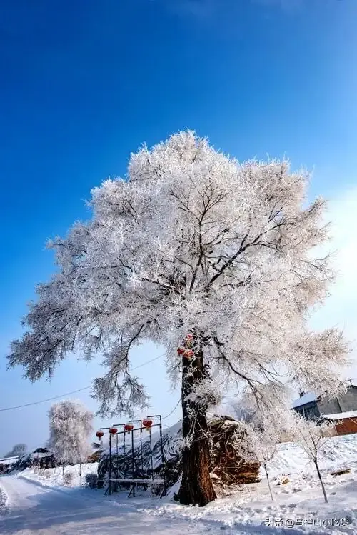 吉林雾凇岛 | 冬日的冰雪童话世界打卡攻略！
