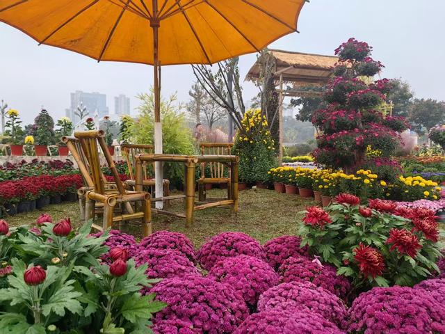 金菊璀璨映光谷，万平花海绘新篇 东湖高新区第42届金秋菊展今日盛大启幕