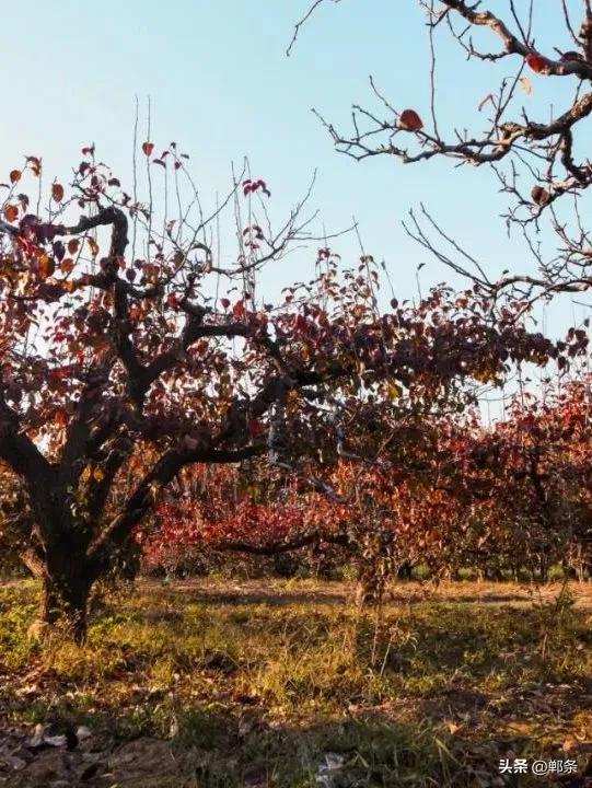 魏县:一卷斑斓 满城诗意