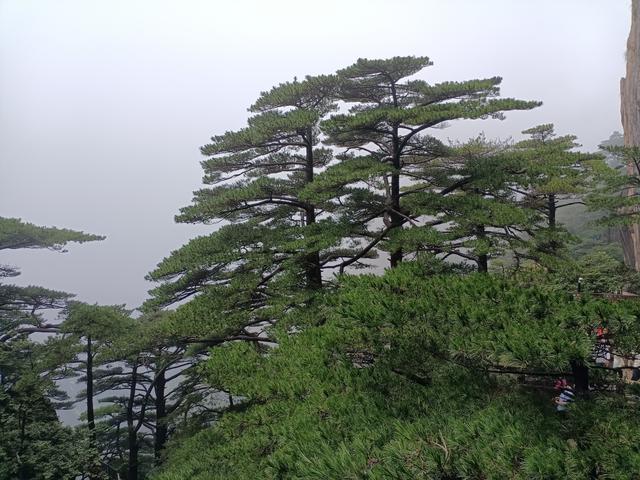 黄山一日游：在奇景与人心间丈量性价比