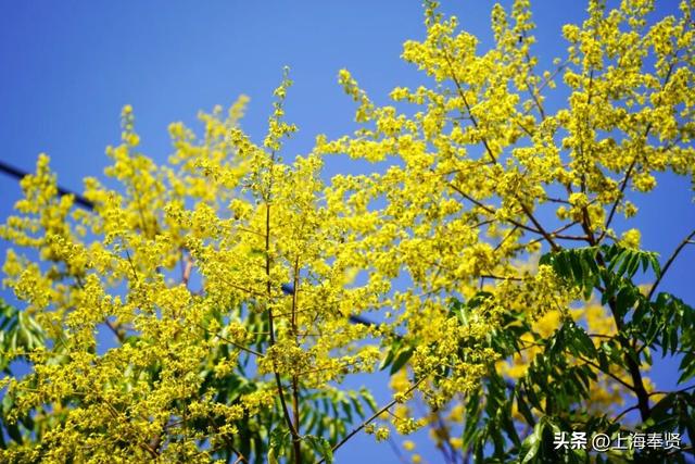 秋之栾树，限时浪漫上线，速去打卡→