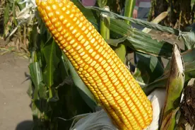 国审前十名玉米种有哪几种图片