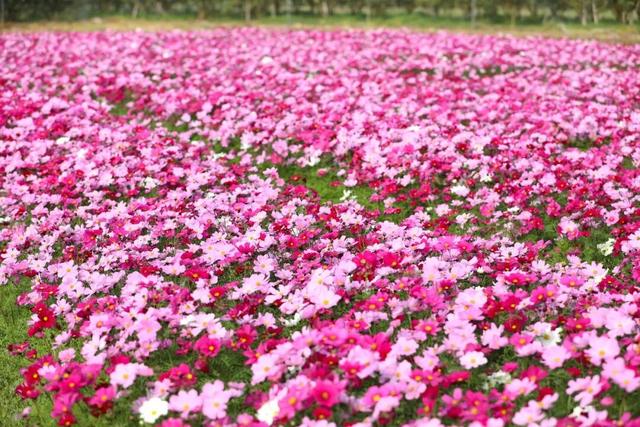 太美了！平南这里有一大片格桑花海