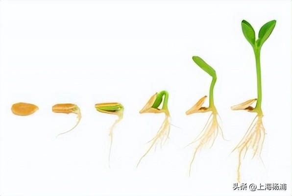 “沪派江南”复兴市集开张啦！本周六，登岛逛吃玩