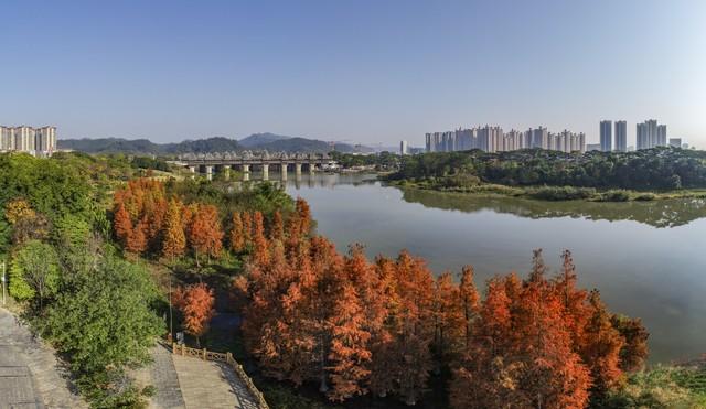 南宁秋日限定美景！红叶、银杏禅意悠，宝藏路线承包你的秋日浪漫