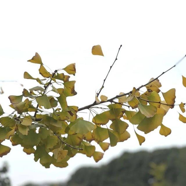 【美丽四川】寒冬将至 银杏初黄