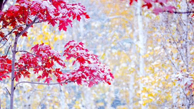 黑龙江绥化:初雪染城 五色交织引市民打卡赏景