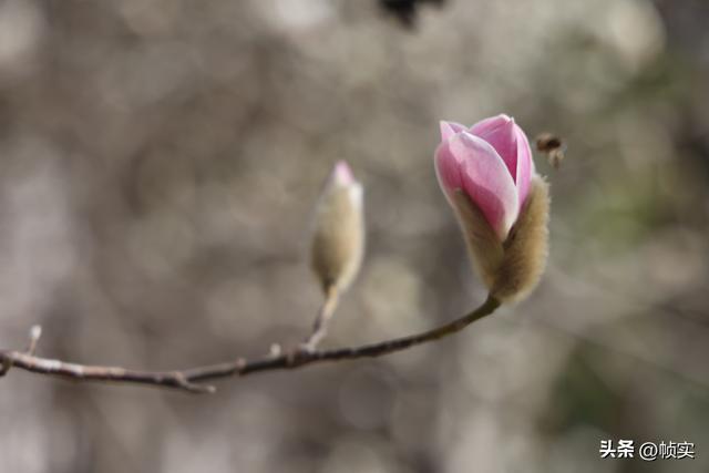 娇艳欲滴清新怡人，上海市花白玉兰竞相绽放美不胜收