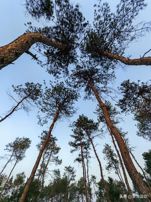 应城：有名店林场林荫步道 让你邂逅四季生态画卷