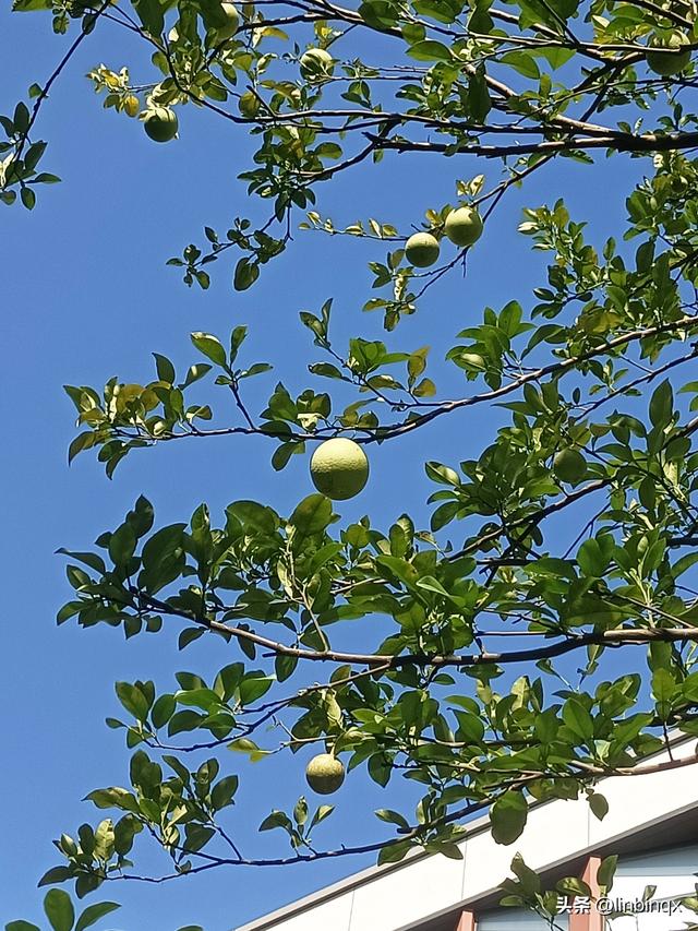 初到古都南京印象——金秋掠影