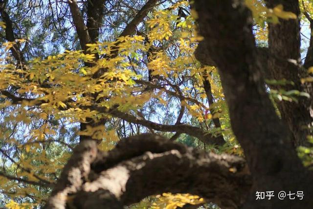 在八大处，寻到了北京最美的秋