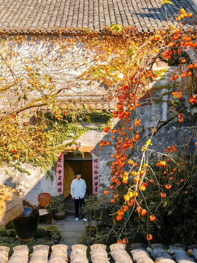 安徽一男子，因“老屋的一棵柿子树”走红，美成一幅画，好治愈吖