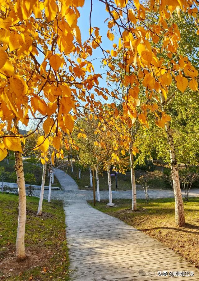 公交直达,大连这个免费公园枫叶正当时,赏秋好地方