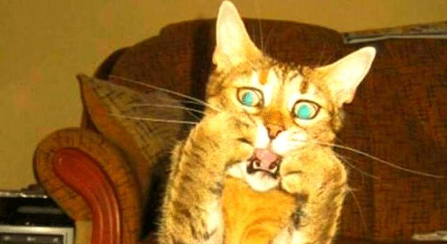 世界上最柔软的女性——天生柔韧性与精彩表演