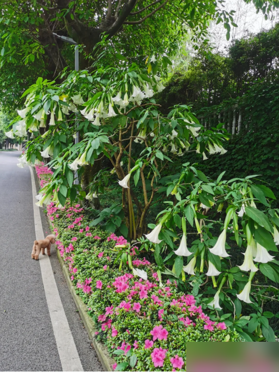 阴花不能进阳宅！这5种花“打死”也不养，家里若有？快挪走！